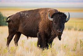 Image result for Bison Occidentalis