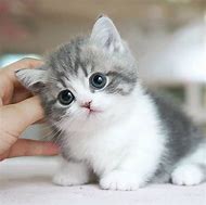 Image result for Cute Cat Therapist