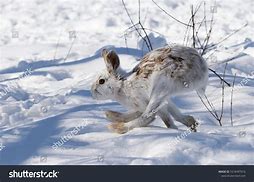 Image result for hare feet anatomy