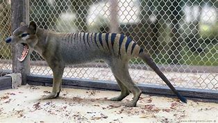 Image result for Thylacine