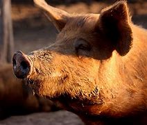 Image result for Tamworth Pig Meat