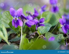 Image result for Violet Forest