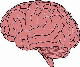 Image result for Brainrot PNG