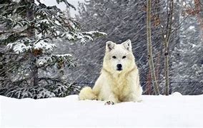 Image result for Jon Snow Wolf