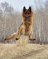 Image result for Funniest German Shepherds