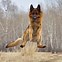 Image result for Funniest German Shepherds