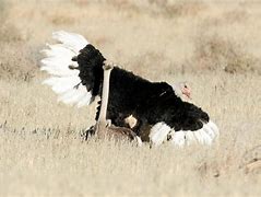 Image result for Ostrich Dance