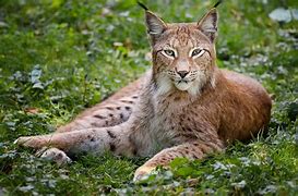 Image result for Beautiful Lynx