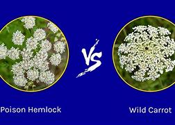 Image result for Poison-hemlock Map