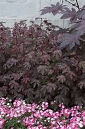 Image result for Burgundy Shrubs