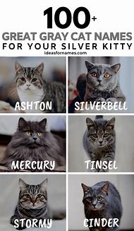 Image result for tabby cat kitten names