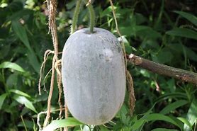 Image result for Winter Melon Plant