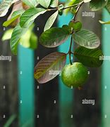 Image result for Guava Tree Leaves