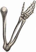 Image result for Skeleton Hand and Arm