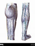 Image result for Buttock Nerves