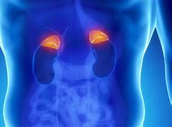 Image result for Normal Adrenal