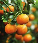 Image result for Mandarin Family Tree