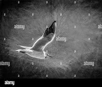 Image result for Line Drawing of Seagull In-Flight