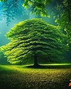 Image result for Green Tree C