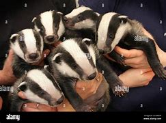 Image result for Cute Baby Badger