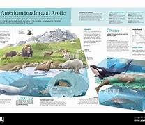 Image result for Tundra Fauna