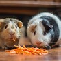 Image result for Rodent Family Tree