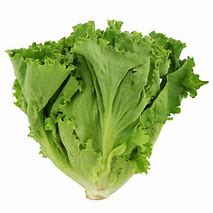 Image result for Lettuce Leaf Shape