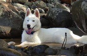 Image result for Silver and White Siberian Husky