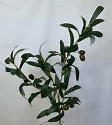 Image result for Olive Green Tree Branches