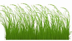 Image result for Baby Grass Clip Art