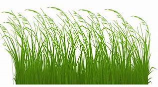 Image result for Free Beach Grass Clip Art