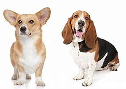 Image result for Corgi Hound Mix