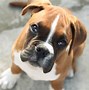 Image result for Boxer Dog Boxing