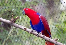 Image result for Burung Nuri Merah