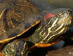 Image result for Yay Turtle