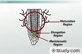 Image result for Lateral Root Cap