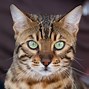 Image result for African Bengal Cat