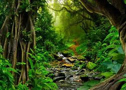 Image result for Jungle around the World