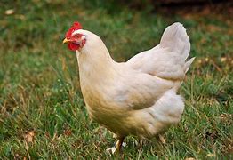 Image result for Hen Craft