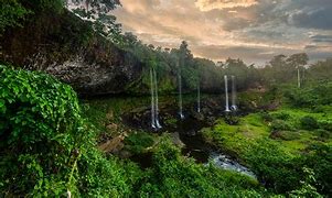 Image result for Calabar Forest