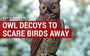 Image result for Moving Owl to Scare Birds