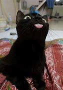 Image result for Cat Tongue Meme