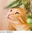 Image result for Cat Inside Christmas Tree