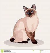 Image result for Gato Siames