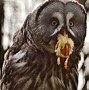 Image result for Scary Owl Neon