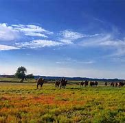 Image result for Gobi Desert Pollution