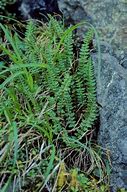 Image result for Athyrium Fern Seeds