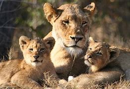 Image result for Lion Protecting Cub