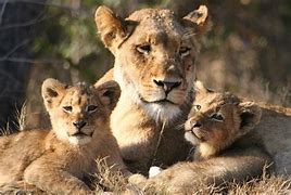 Image result for Lion Protecting Queensaying