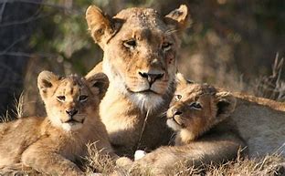 Image result for Lion Protecting Cub Pic